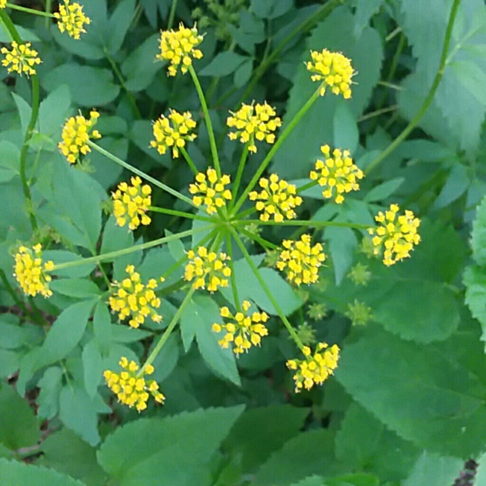 Meet your Posher, Ronnie